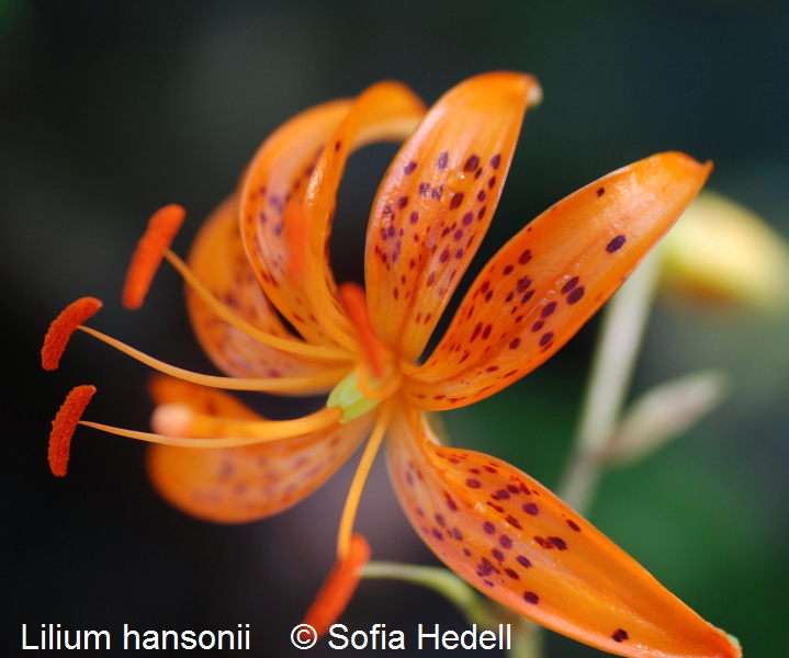 Lilium hansonii, flcklilja